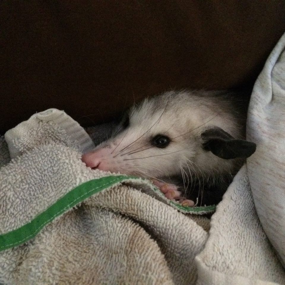 Extra small opossum